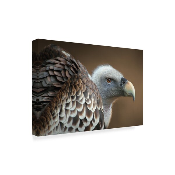 Jimmy Hoffman 'Vulture On Brown' Canvas Art,16x24